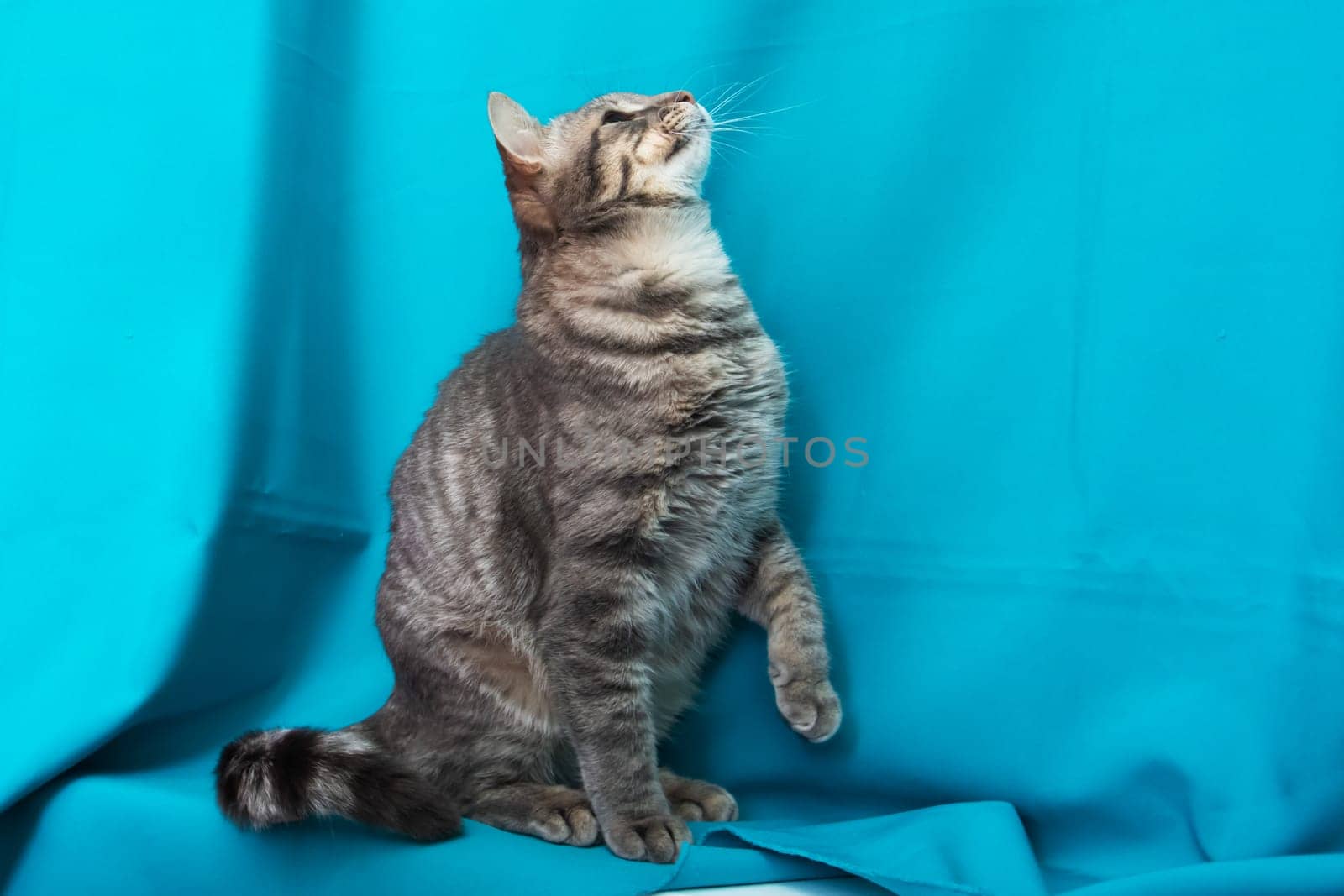 Gray cat with yellow eyes portrait on blue background close up