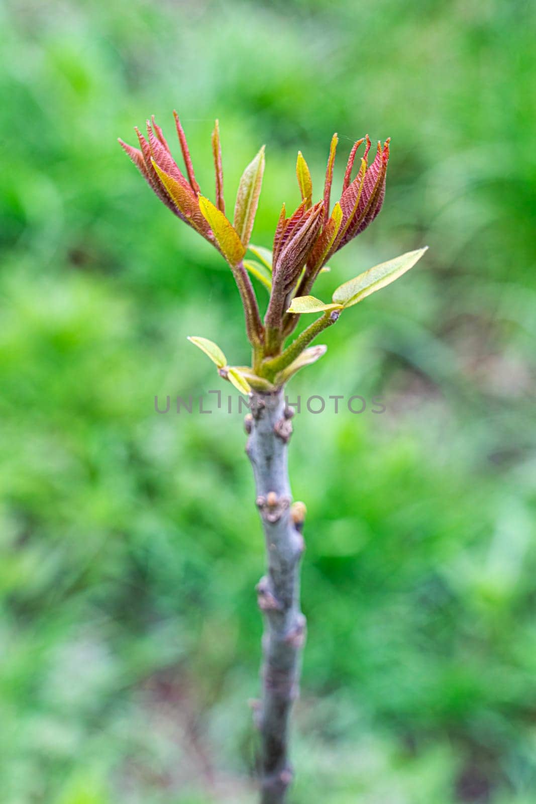 spring, olive bushes spread their leaves and prepare for flowering. photo