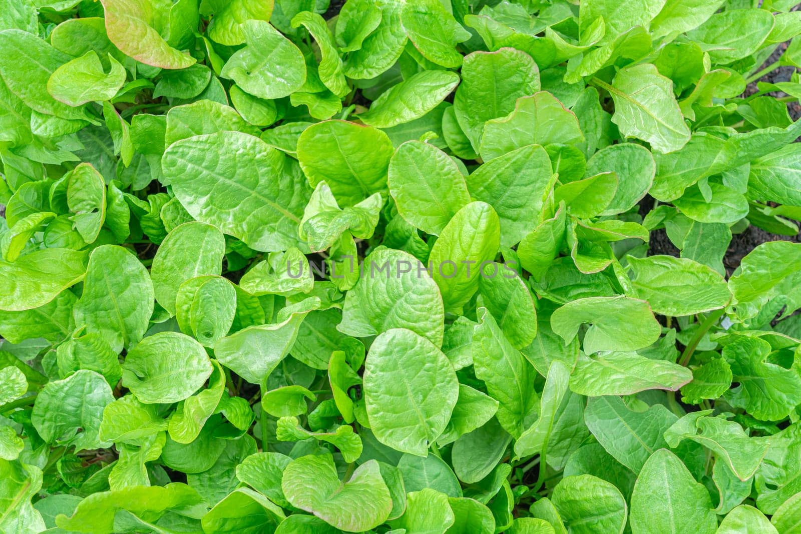 Organic leaf lettuce growing in a community garden. photo
