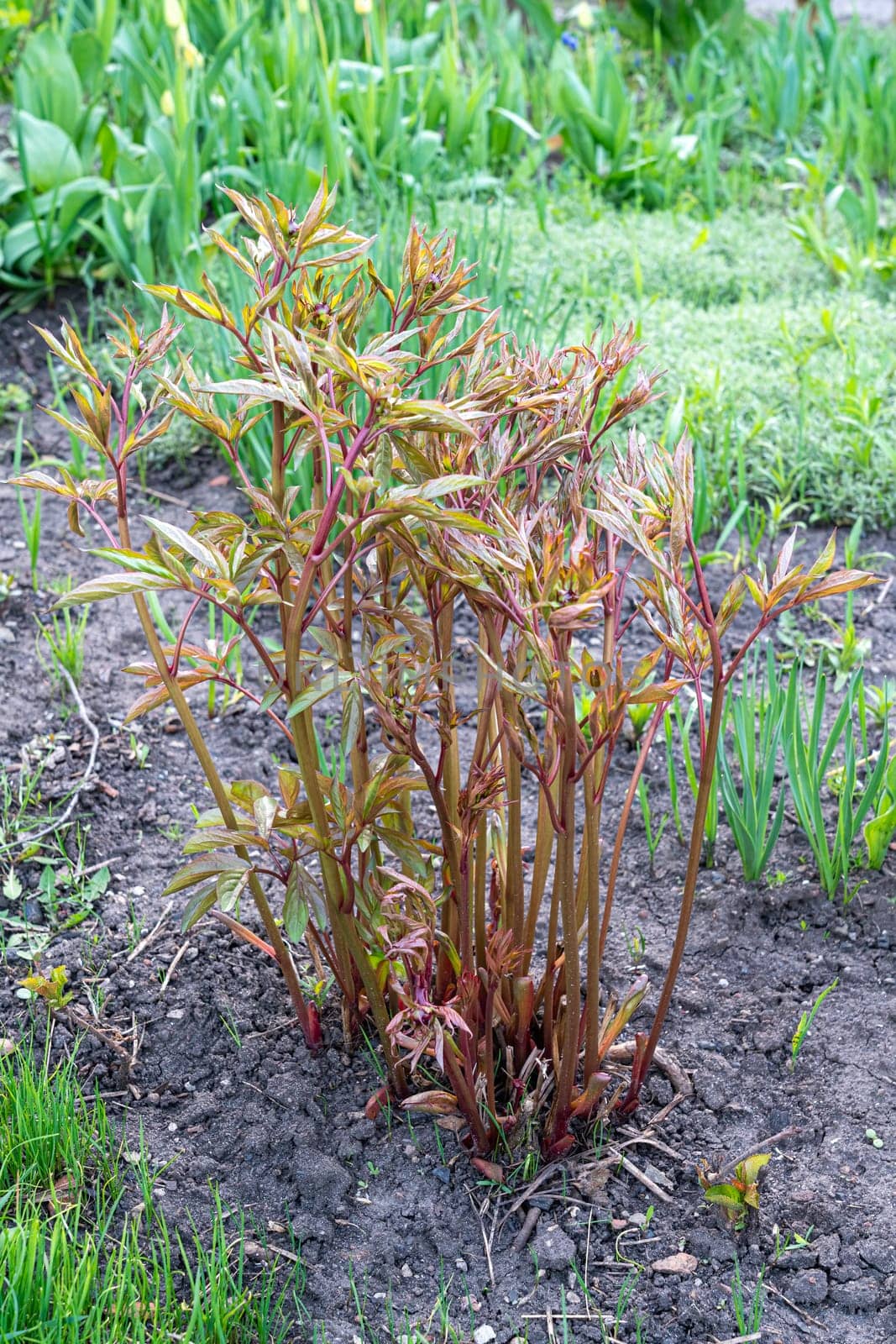 Green young shoots with burgundy peony leaves. photo