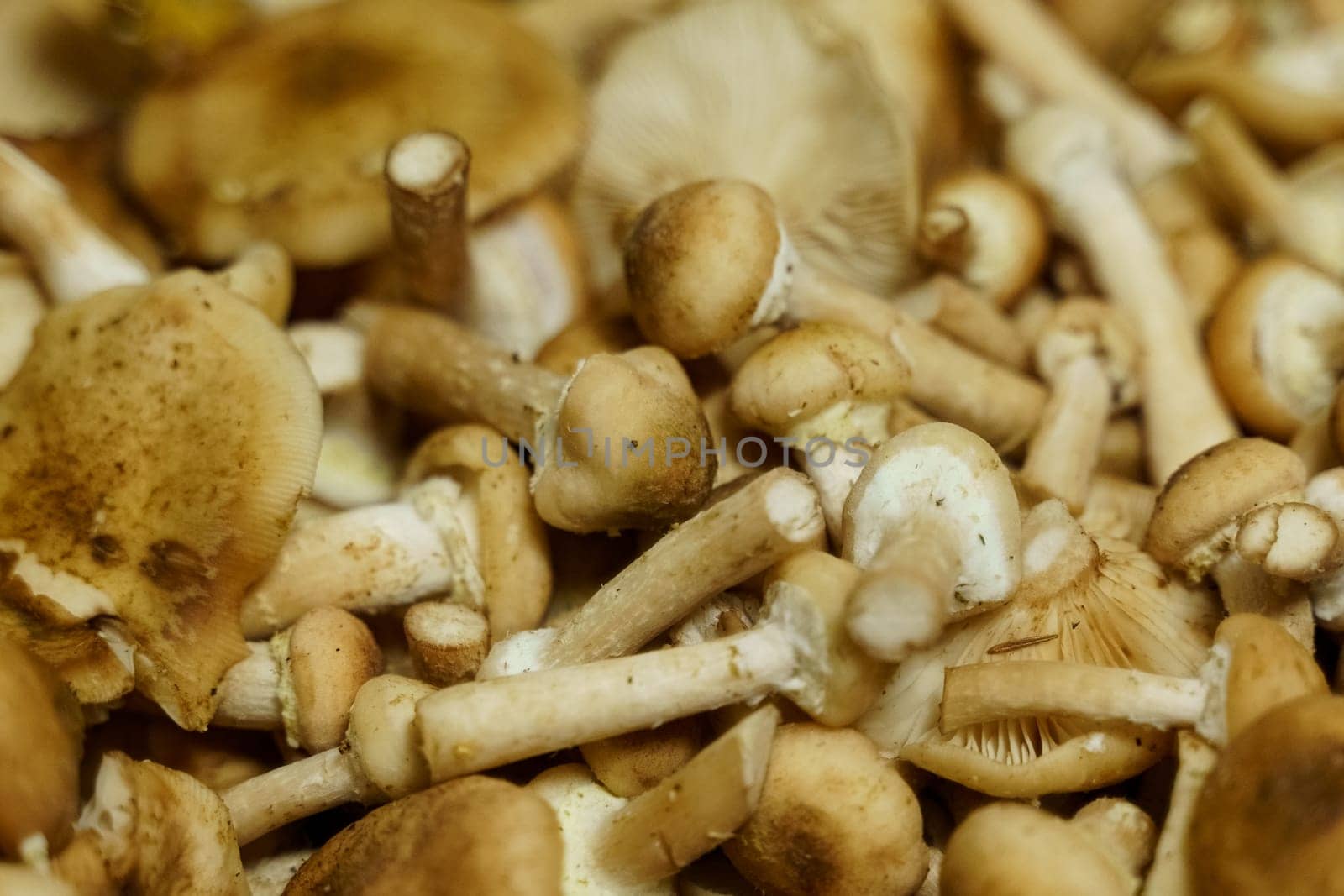 A cluster of assorted mushrooms stacked on a wooden tabletop.