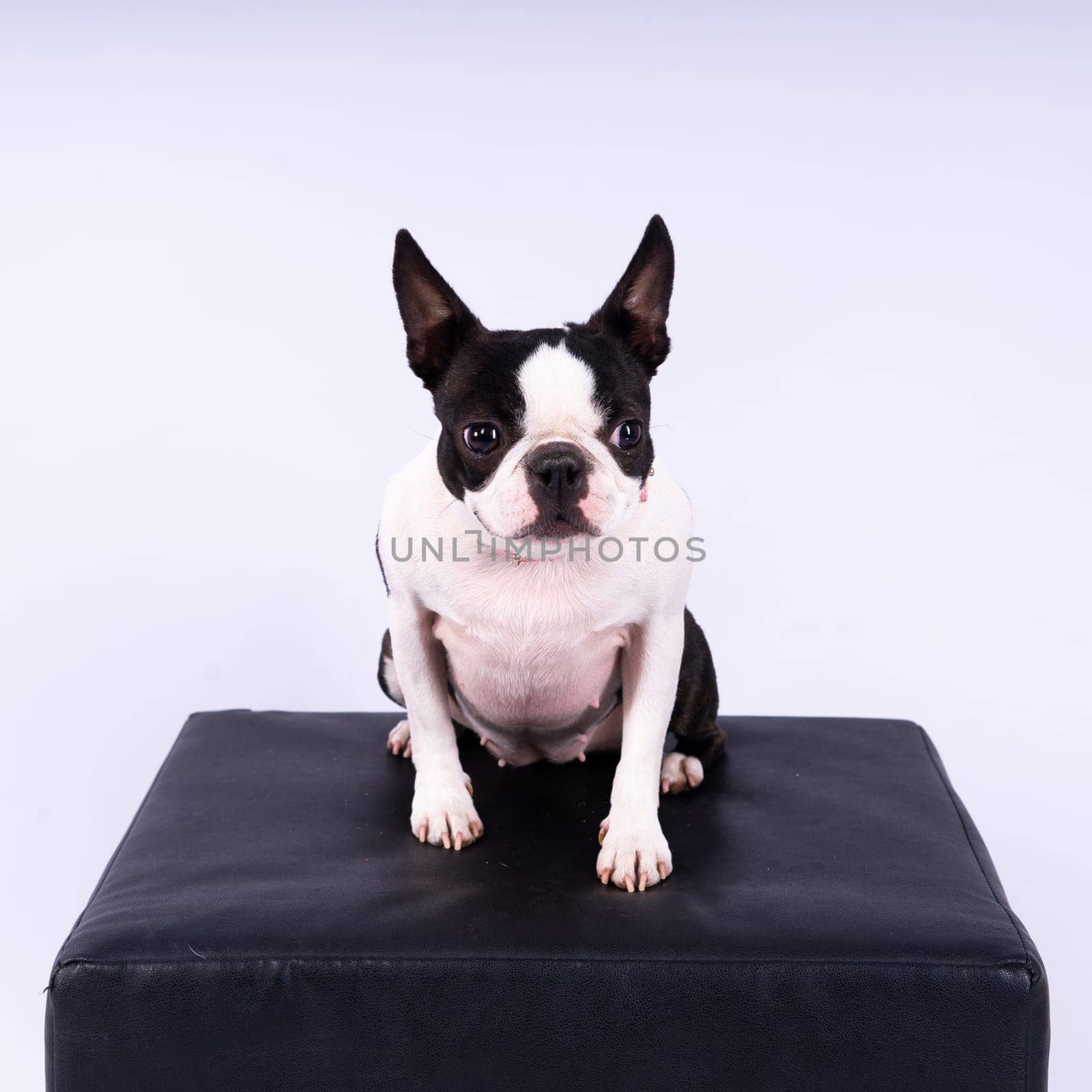 Portrait of dog on a white dark background. Attentive Boston Terrier