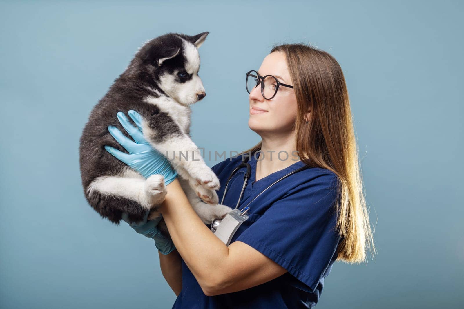 Veterinarian holding a Husky puppy with blue gloves. Professional pet care concept on a blue background. Design for veterinary services brochure, pet care guide