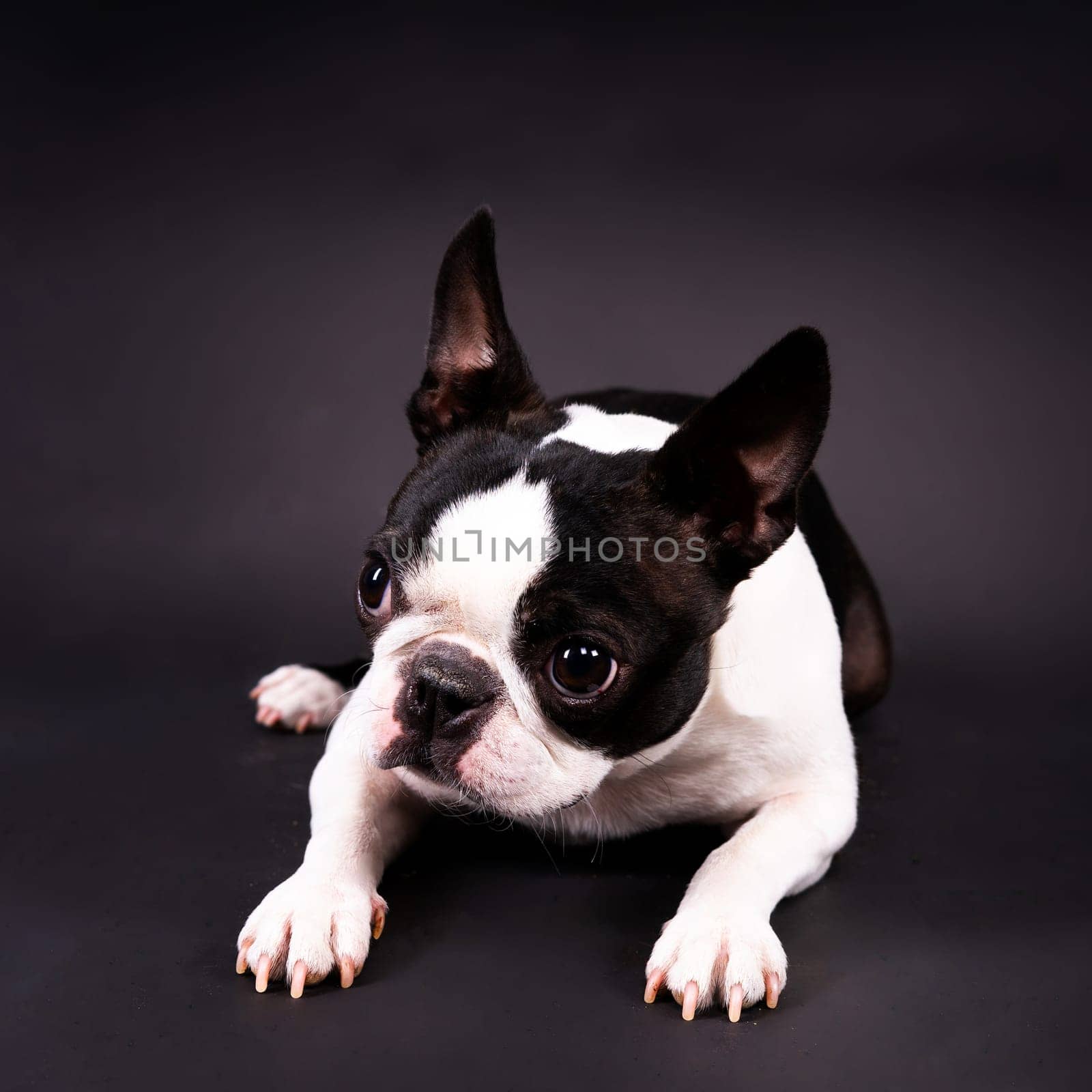 Portrait of dog on a white dark background. Attentive Boston Terrier
