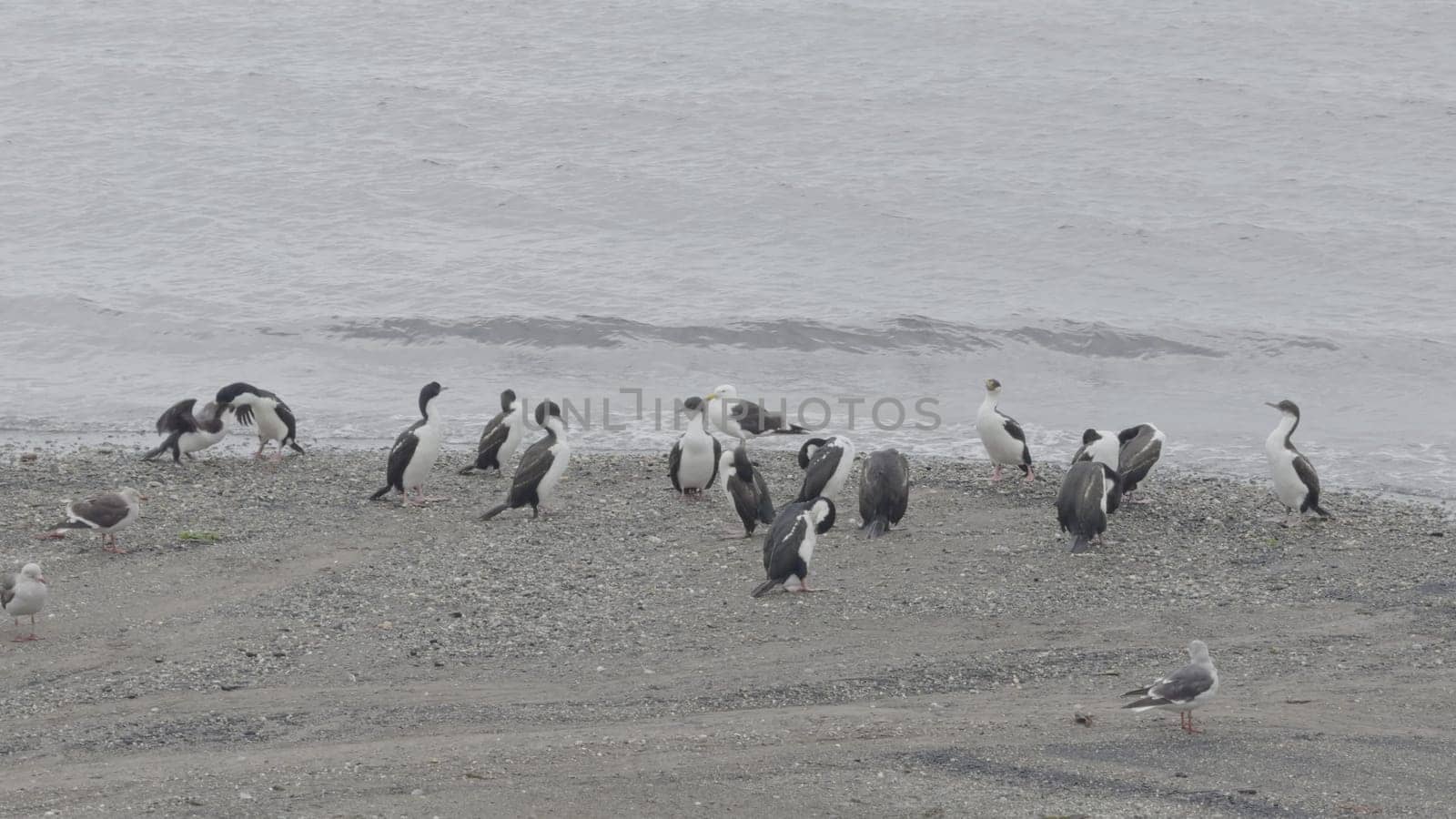 A group of emperor cormorants gathers on a beach, with one parent feeding a chick as others observe quietly.