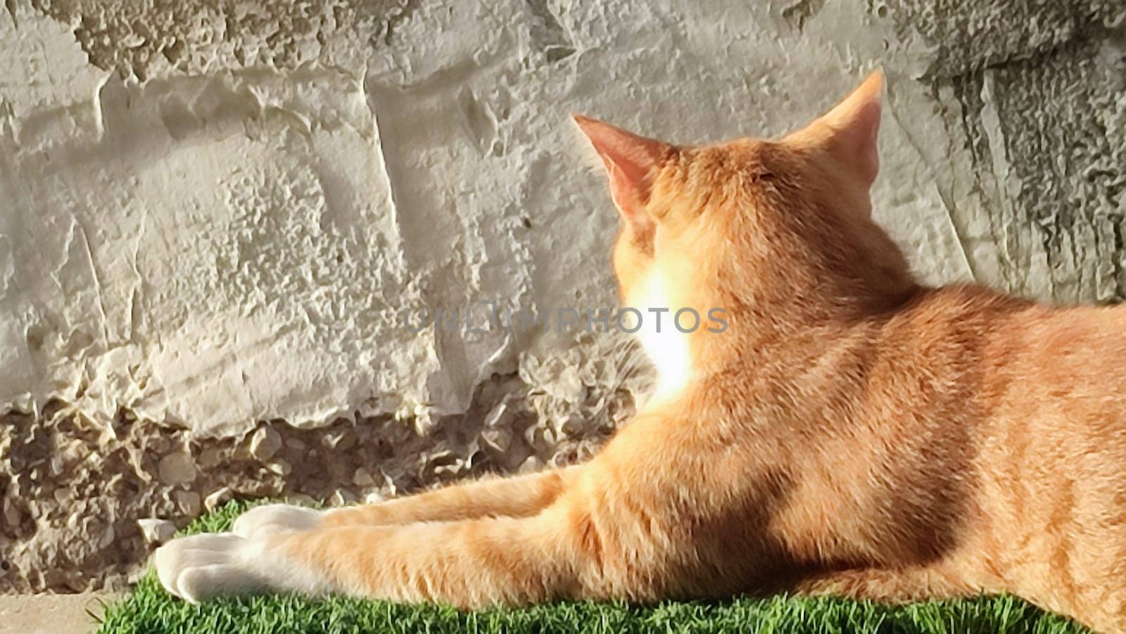cat pet, animals nature, outdoor. High quality photo