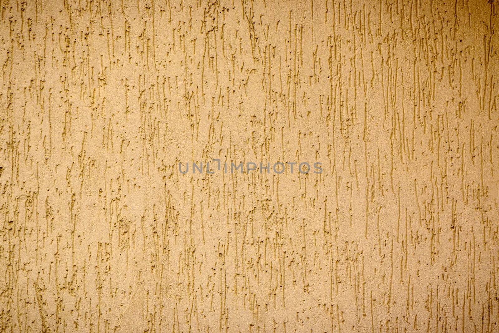 wall plastered under bark beetle 1