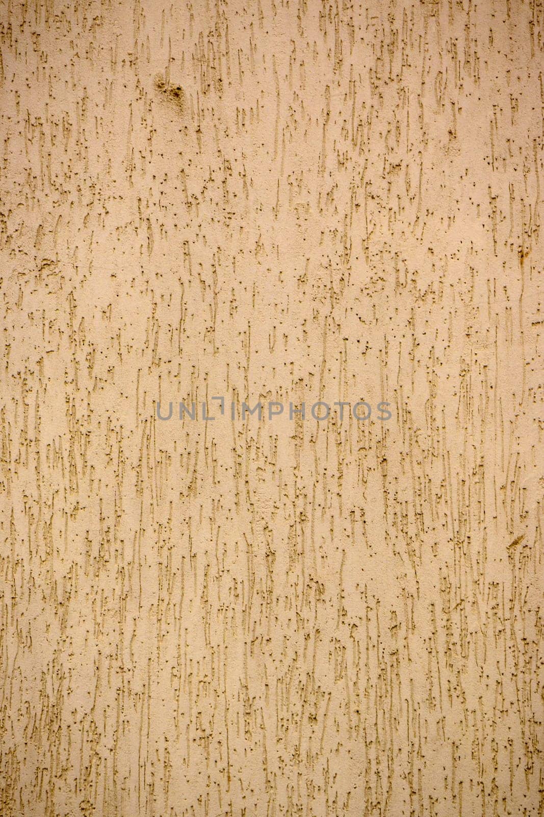 wall plastered under bark beetle 2
