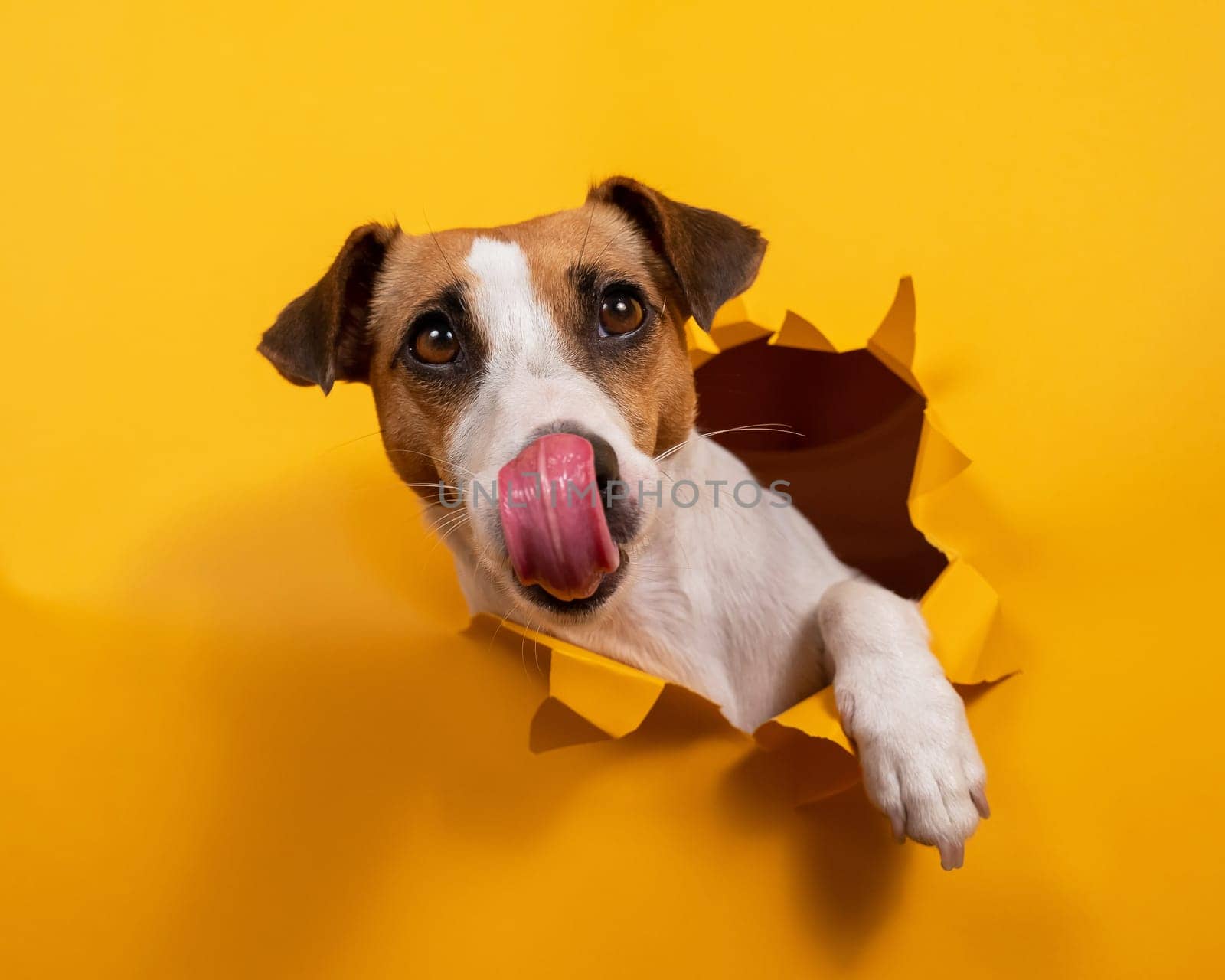 Licking jack russell terrier comes out of a paper orange background tearing it. by mrwed54