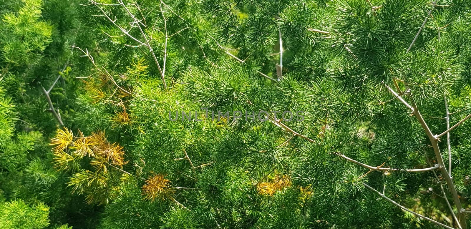 Green pine tree leaves, Fir tree lunch close up. Shallow focus. Brunch of fluffy fir trees close up. Christmas wallpaper concept. Copy space. by antoksena