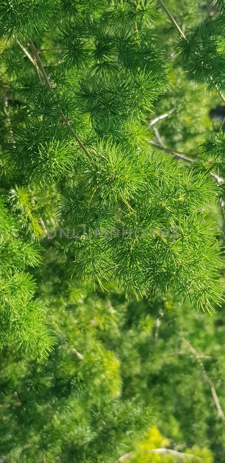 Green pine tree leaves, Fir tree lunch close up. Shallow focus. Brunch of fluffy fir trees close up. Christmas wallpaper concept. Copy space. by antoksena