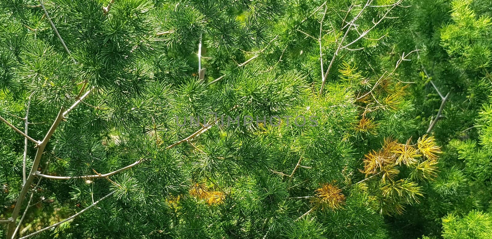 Green pine tree leaves, Fir tree lunch close up. Shallow focus. Brunch of fluffy fir trees close up. Christmas wallpaper concept. Copy space. by antoksena