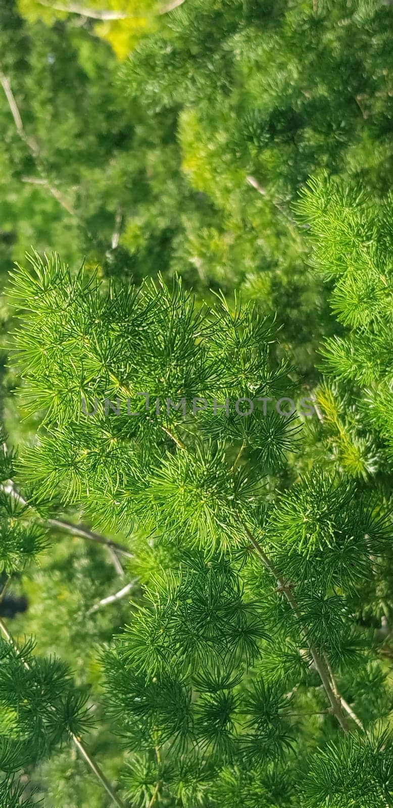 Green pine tree leaves, Fir tree lunch close up. Shallow focus. Brunch of fluffy fir trees close up. Christmas wallpaper concept. Copy space. by antoksena