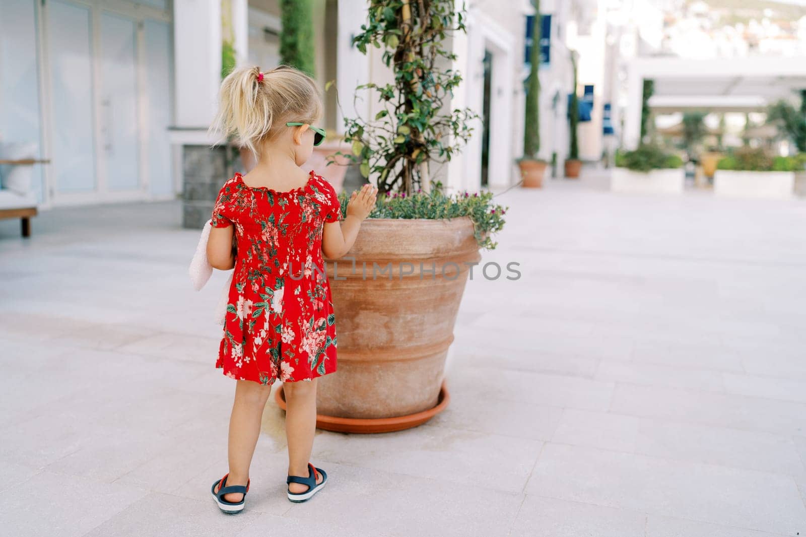 Little girl touches flowers growing in a large clay flowerpot on the street. Back view. High quality photo
