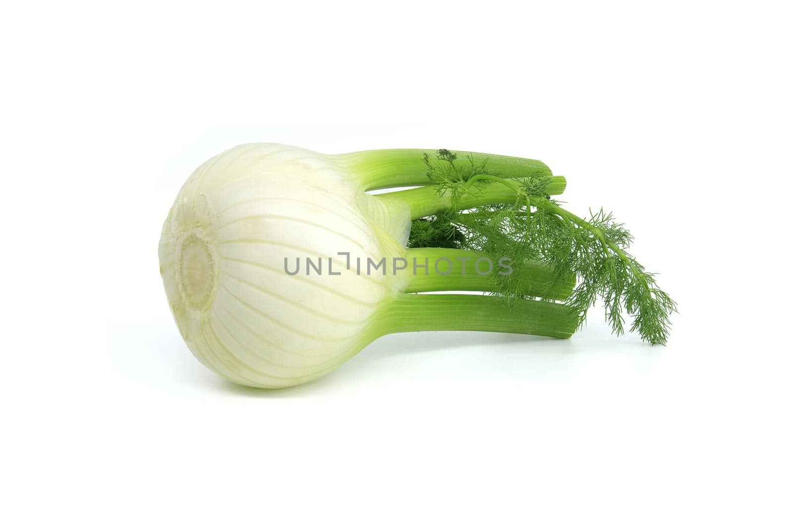 Whole fennel bulb predominantly light yellow, with contrasting shades of green on the stalks and feathery leaves isolated on white background