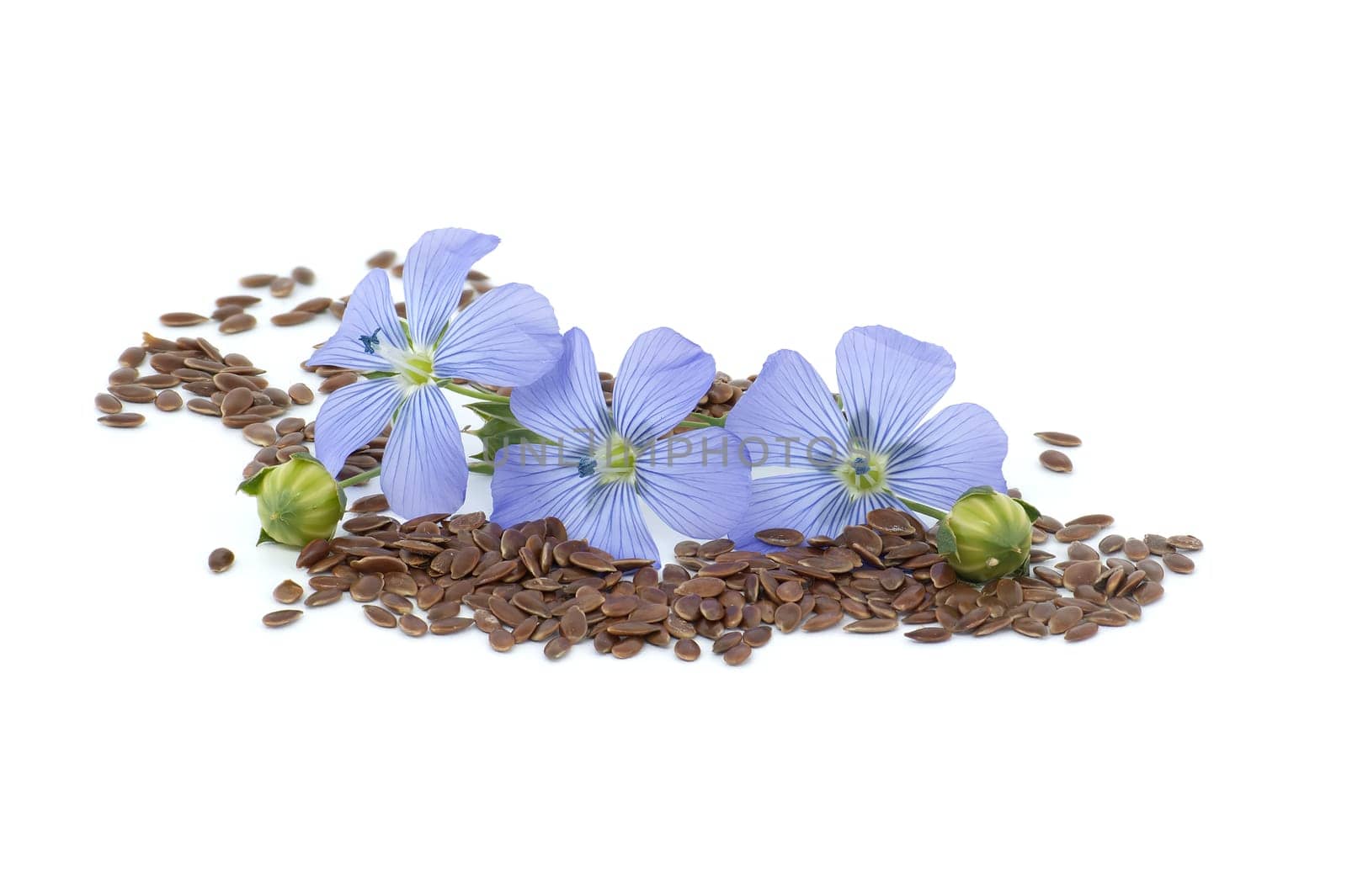 Blue flax blossom and heap of seeds in close up isolated on white background