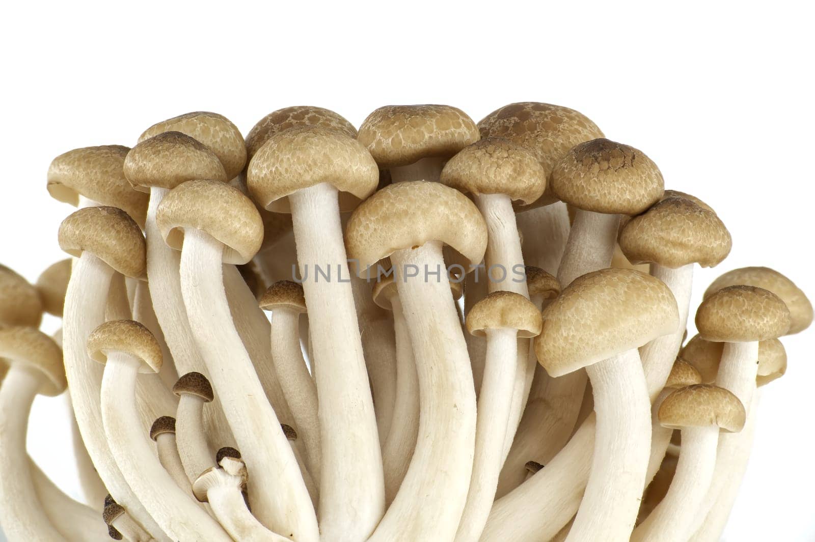 Shimeji (beech) mushrooms isolated on white background. Hypsizygus tessellatus type of edible mushroom that grows on beech trees