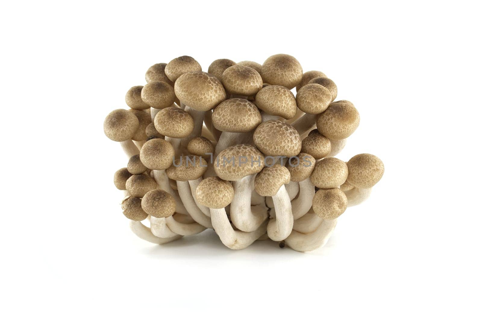 Group of Shimeji mushrooms isolated white background by NetPix