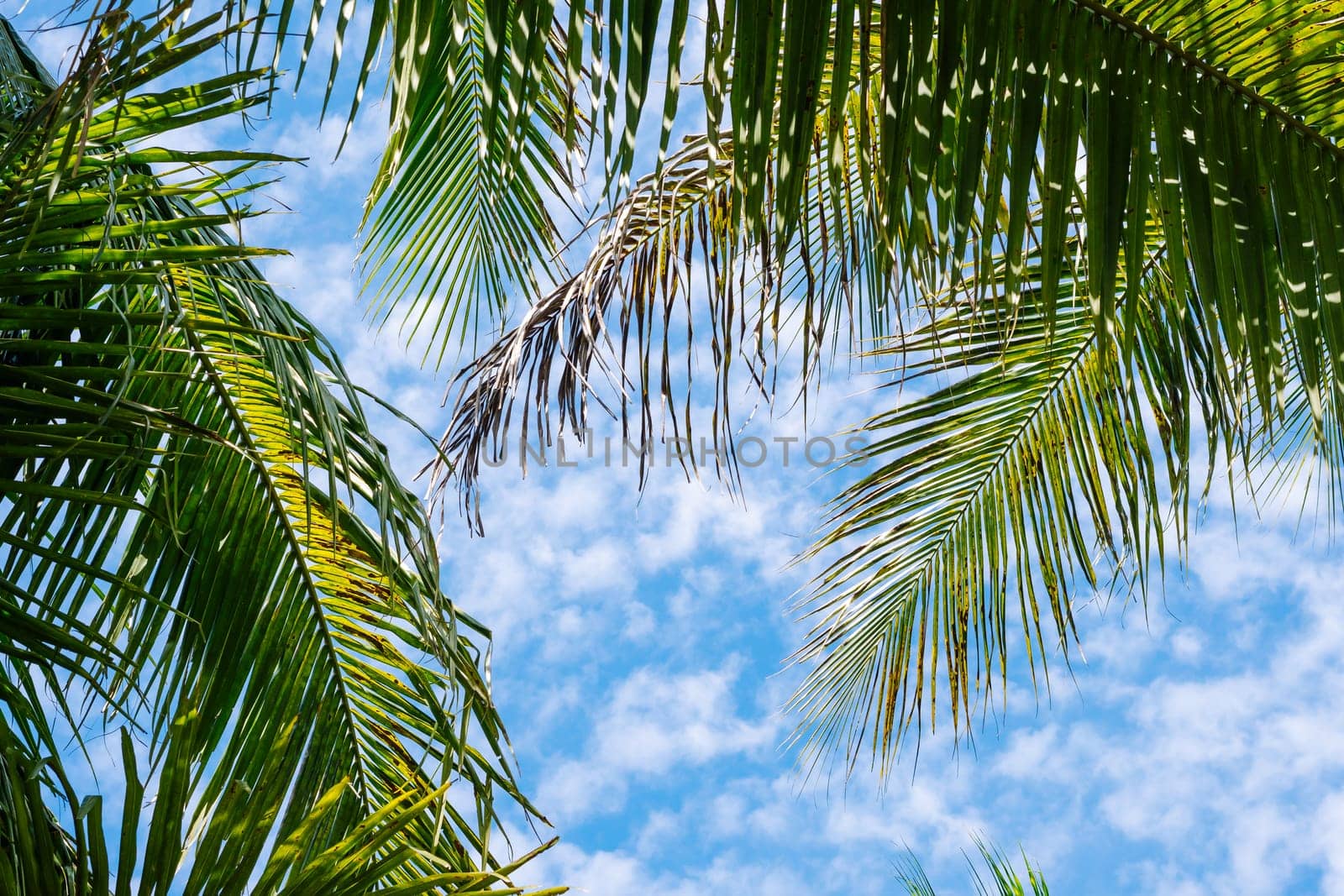 Coconut green tropical palm branches blue sky white clouds abstract background bright shiny sun day beautiful nature summer. Joy happiness harmony tranquility calm life.