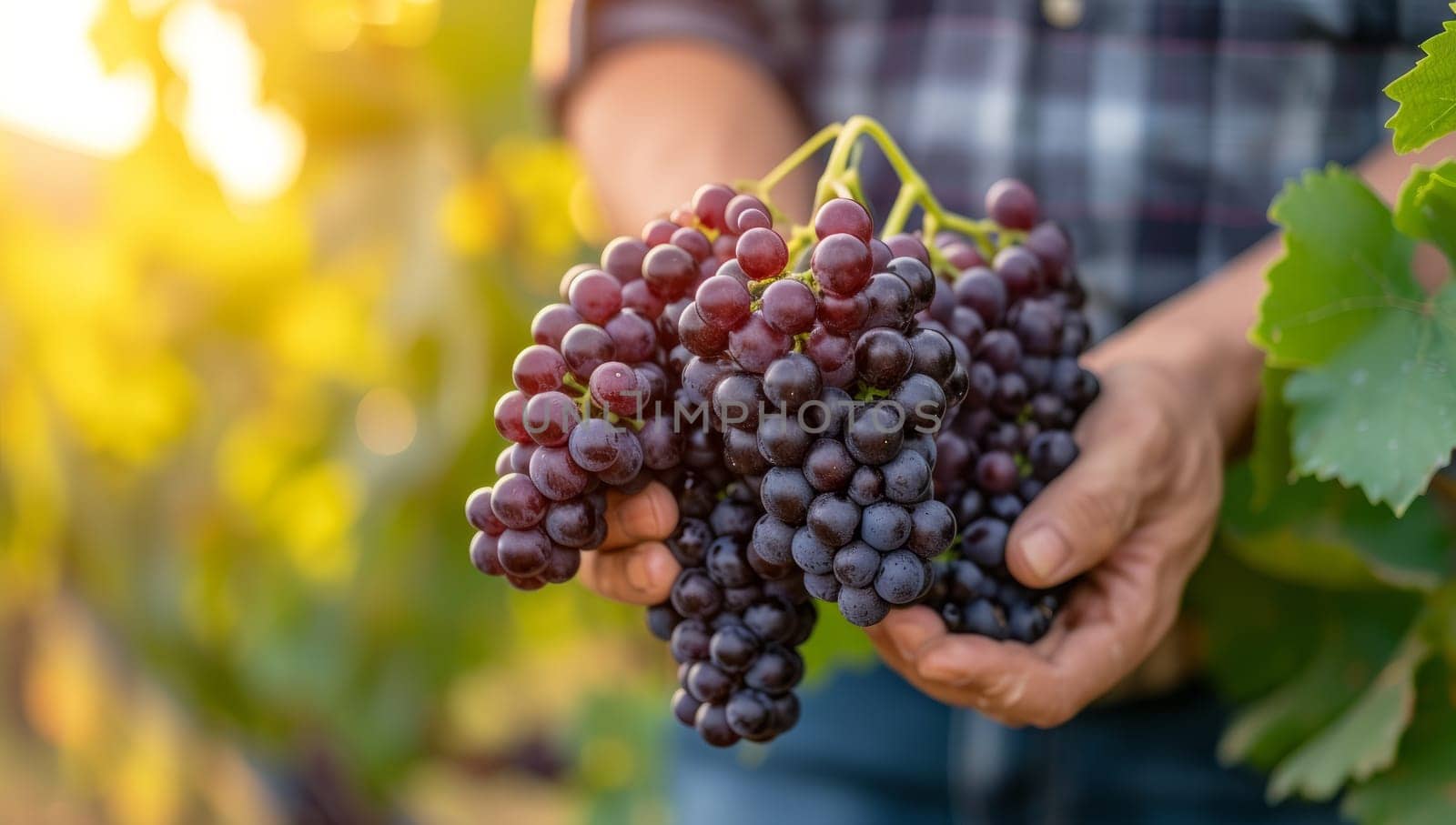 Harvesting ripe red grapes from vineyard. Fresh grape clusters held by farmers hands in sunny autumn winery. Concept of winemaking, viticulture, and grape production.