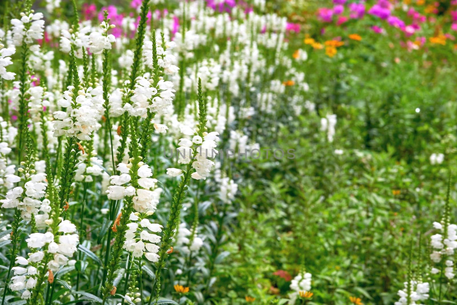 Young blooming white Physostegia virginiana flowers for landscaping, gardening by jovani68