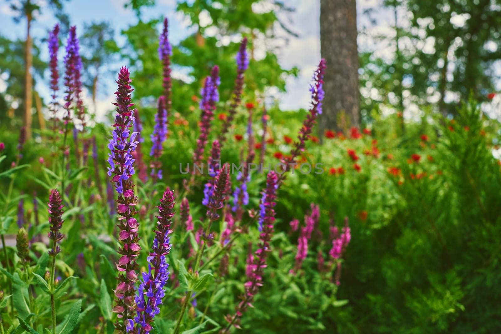 Pink magenta sage salvia flowers,spring meadow,lush vegetation by jovani68