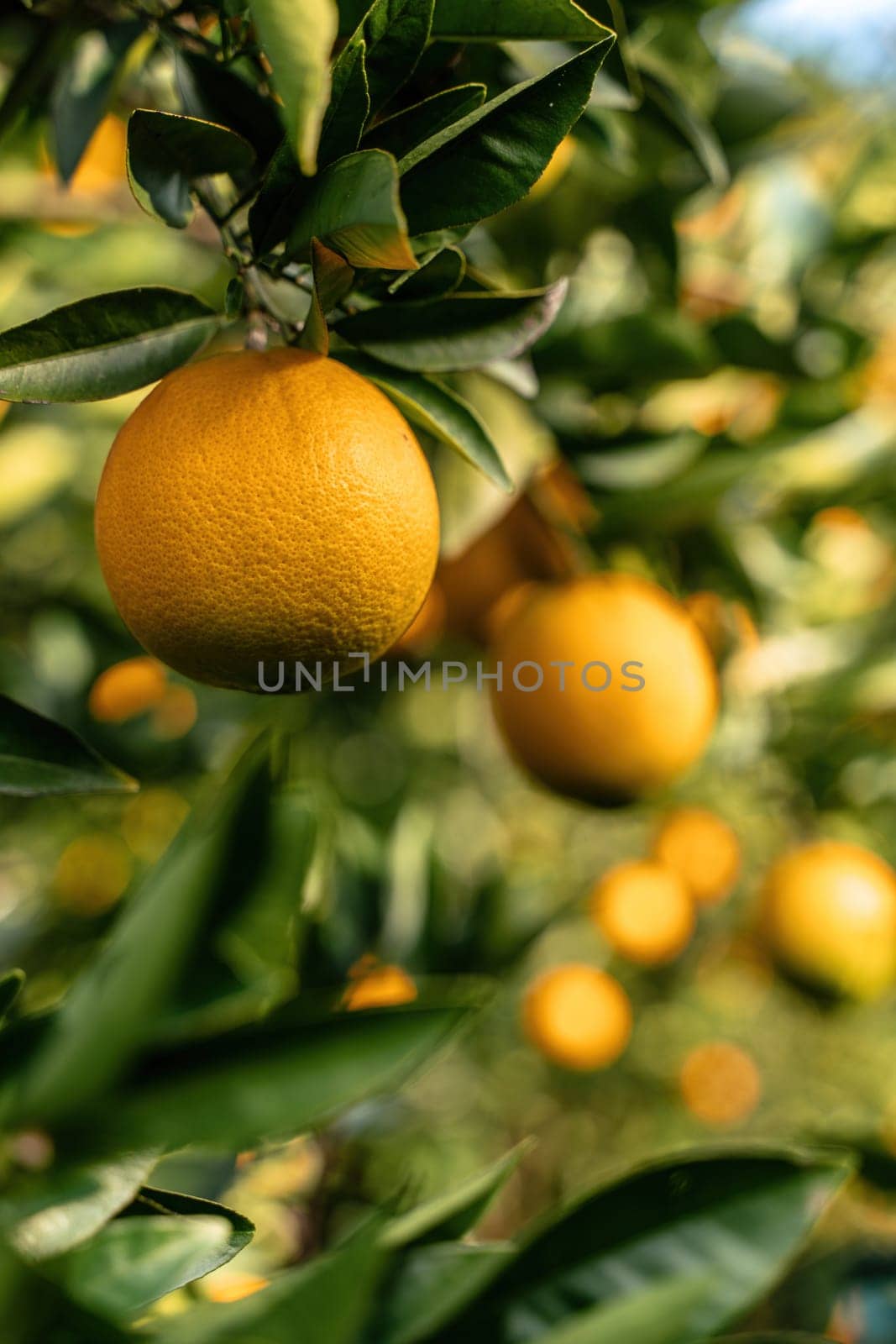 View of the Orange Garden, summer background. Farming content. A picturesque day and a gorgeous scene. Wonderful wallpaper image. Discover the beauty of the world by Matiunina