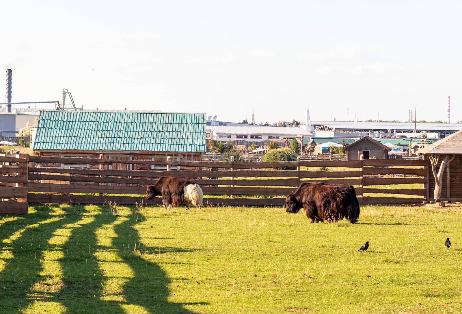 Shot of the yak bison