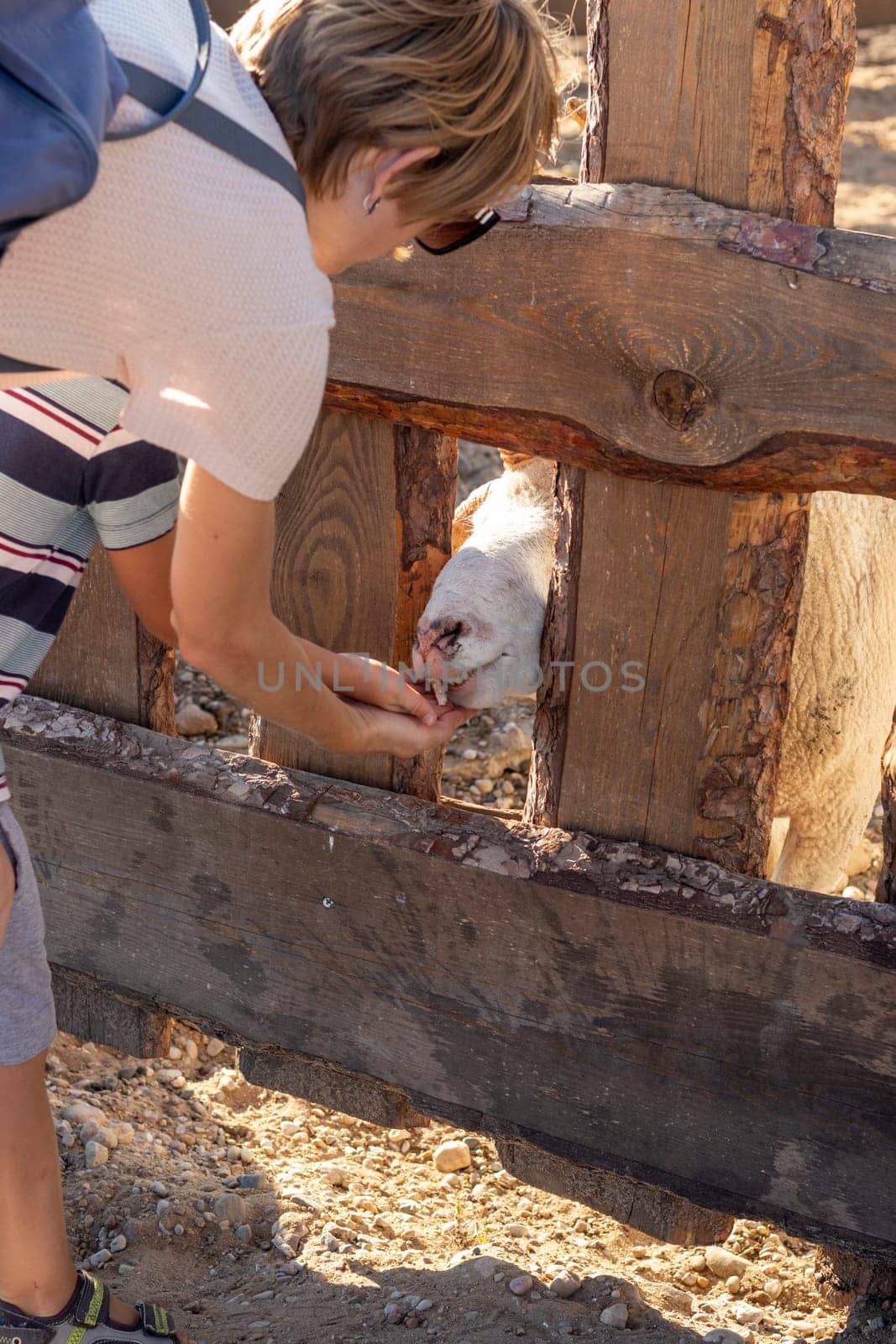 Shot of a small boy feeding the goat