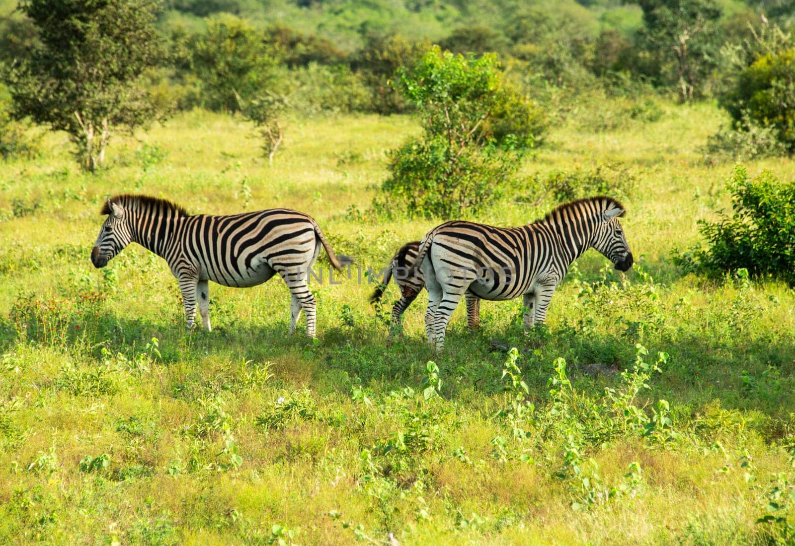 zebra wild animals in kruger national park in south africa in the green field betweens the grass plants and trees