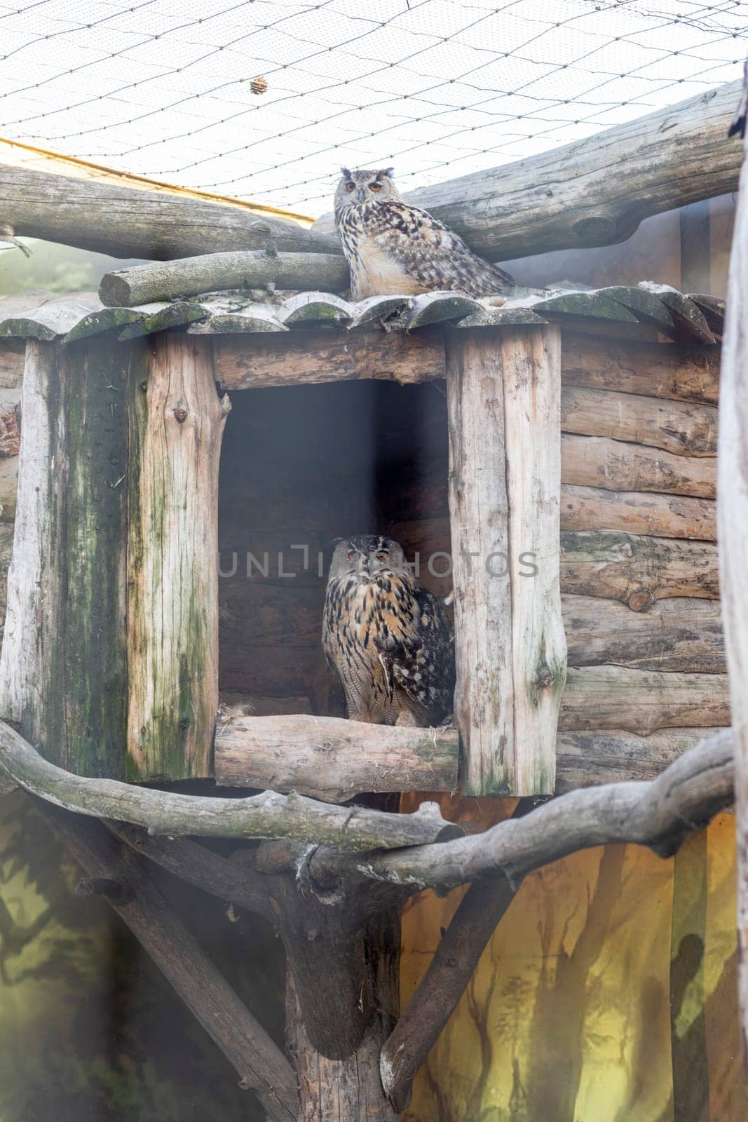 Close up shot of the owl in the cage in the zoo