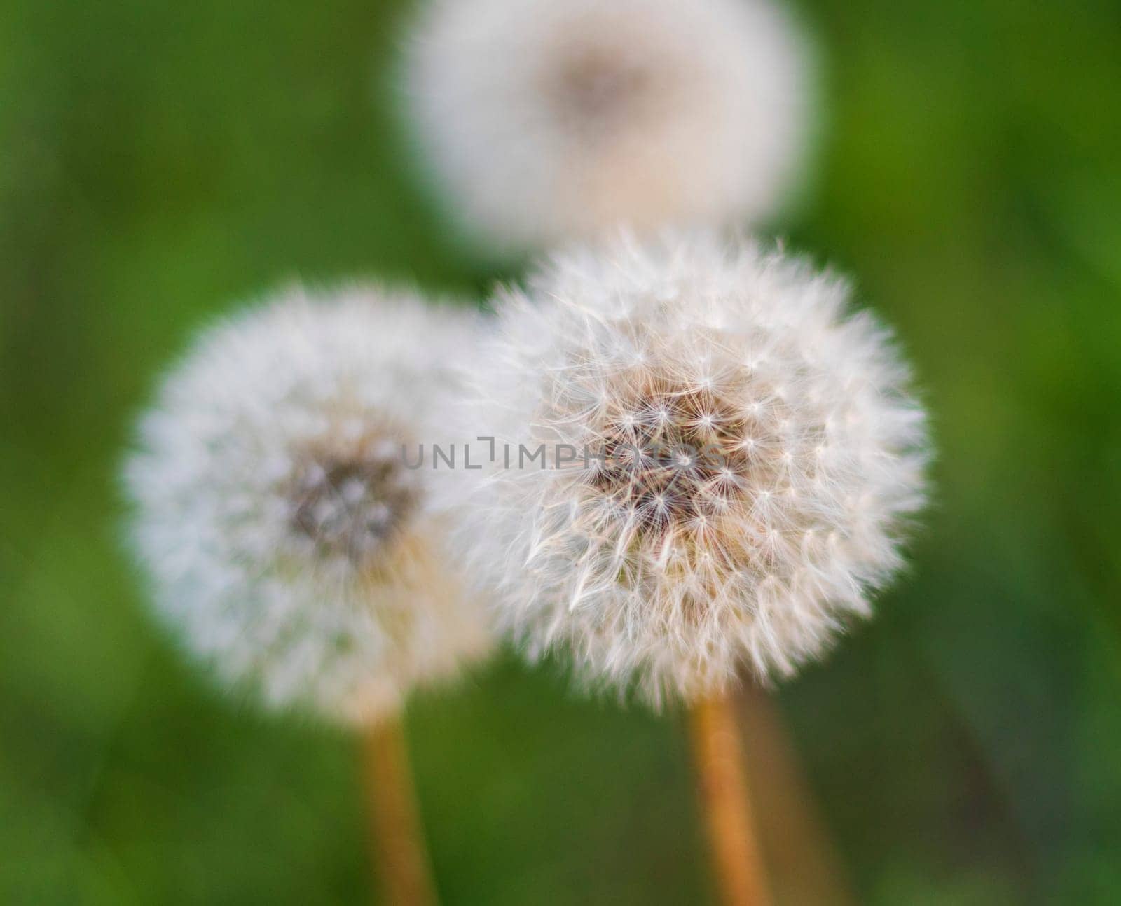 Close up shot of the cute dandelions