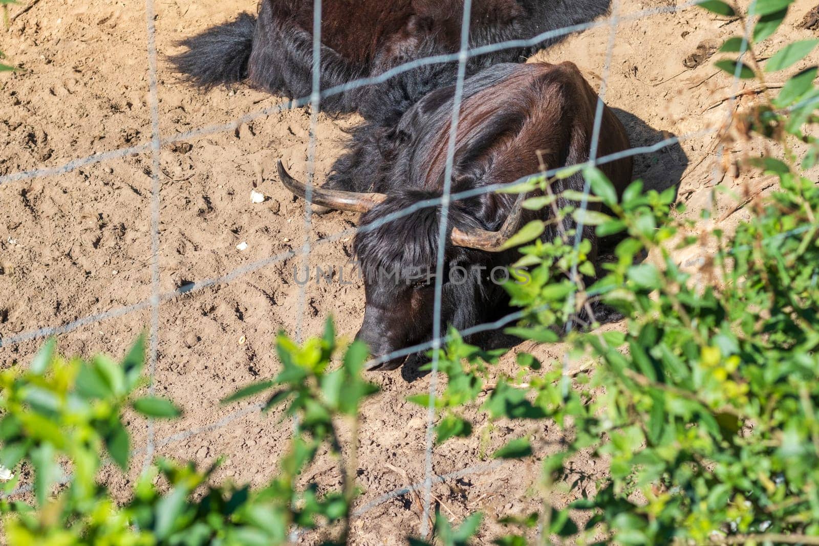 Close up shot of the bison