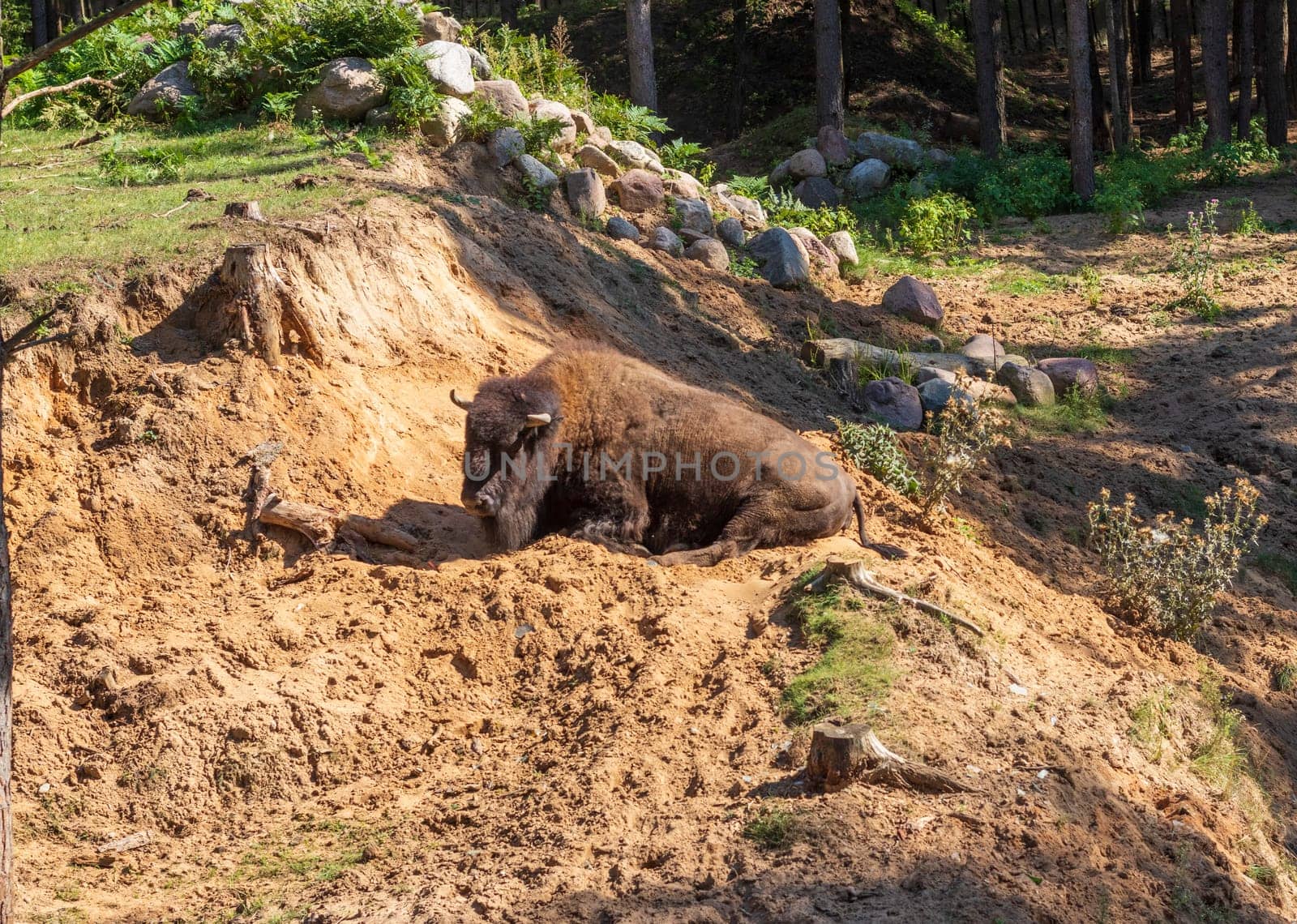 Close up shot of the bison