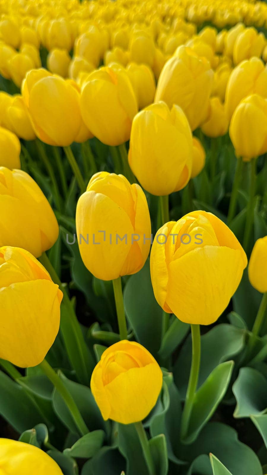Flowers background. Bright yellow tulips blooming in springtime, close up of floral beauty with sunlight highlighting petals, for gardening and Easter concepts, design for postcards and banners. by Lunnica