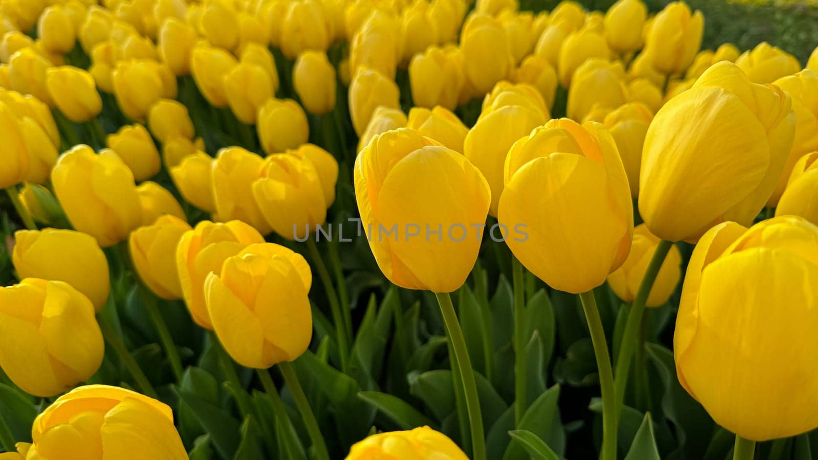 Flowers background. Close up of yellow tulips in full bloom, dense floral display in spring garden, vibrant natural tulip bouquet for horticulture and botanical themes, design and print. High quality