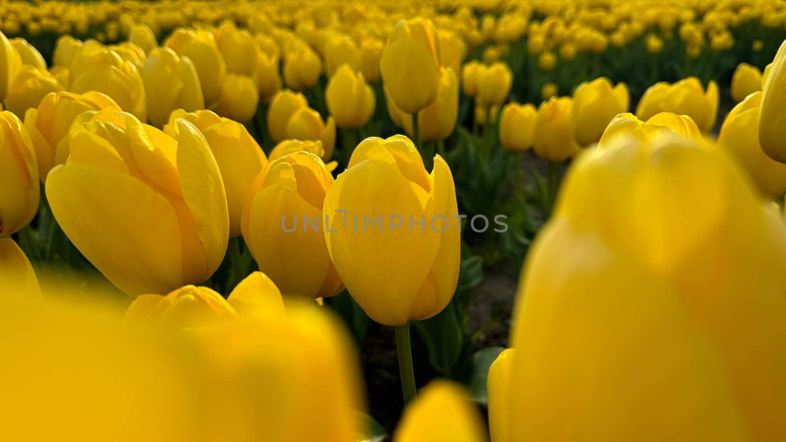Flowers background. Bright yellow tulips blooming in springtime, close up of floral beauty with sunlight highlighting petals, for gardening and Easter concepts, design for postcards. High quality