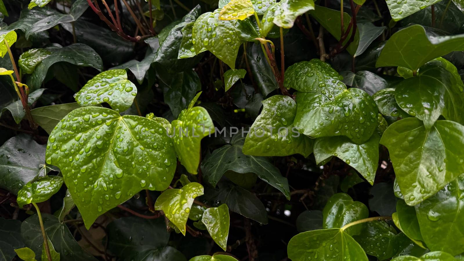 Wet green leaves with raindrops, close up on ivy plant. Nature background. Freshness concept for design and print. Macro shot with copy space. High quality photo