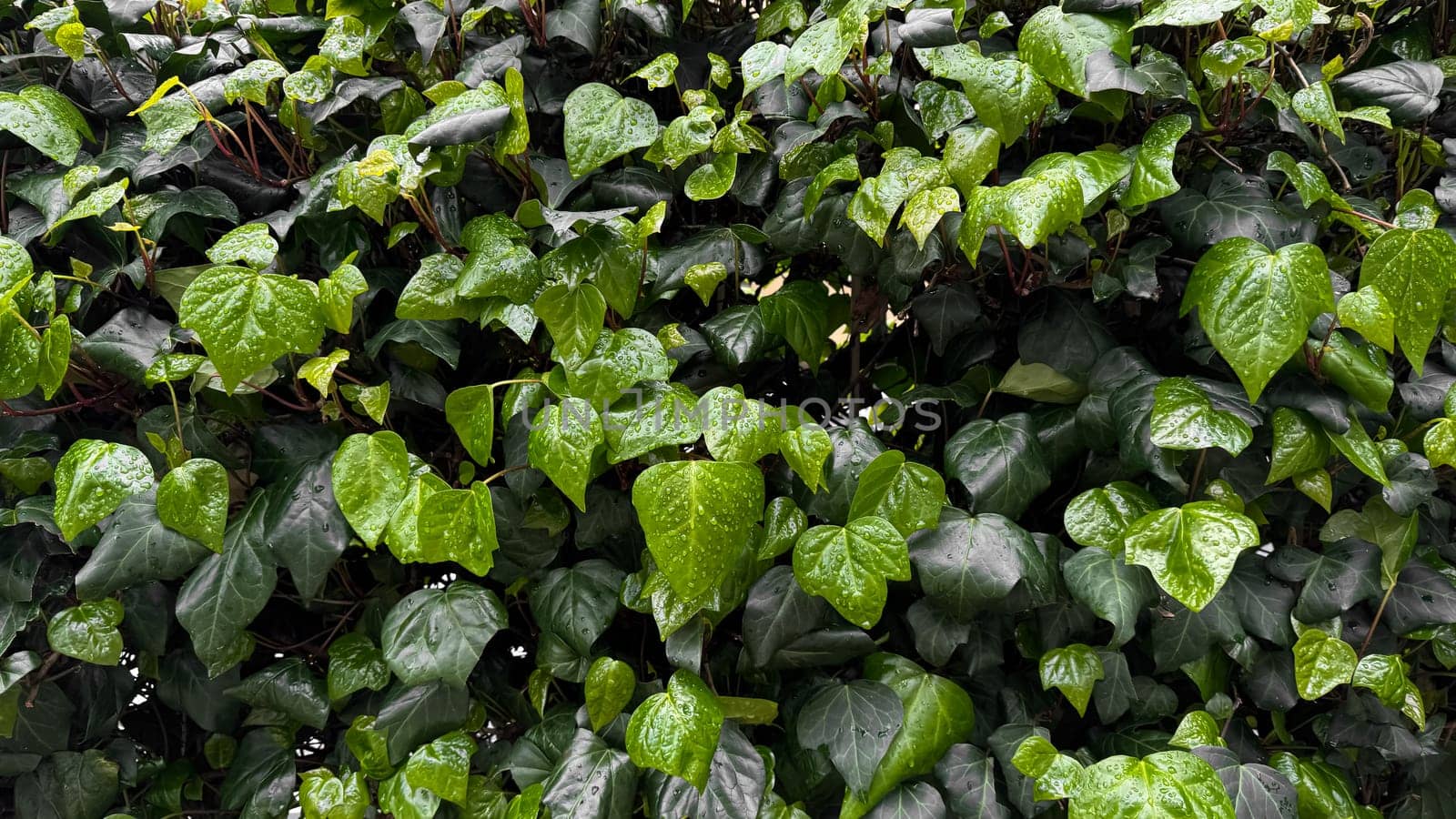 Lush green ivy leaves with raindrops, dense foliage after rain. Hydrated plants and nature rejuvenation concept for design and print. Close up, natural background. High quality photo