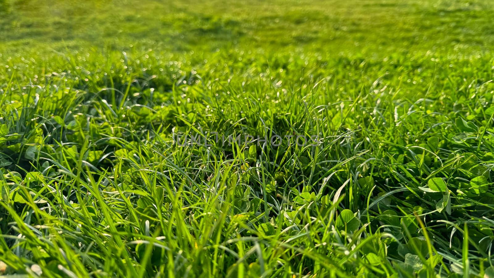 Background natural fresh green grass and clover leaves close up. Luminous dewy lawn, spring freshness, nature detail with morning light concept for design and print. High quality photo