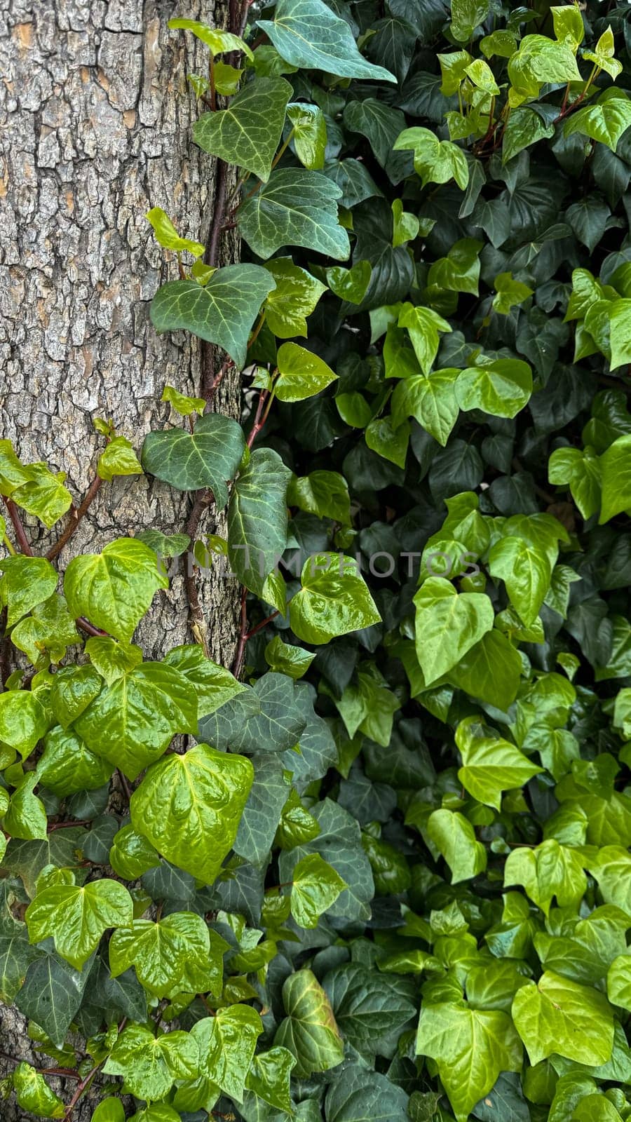 Vivid green ivy leaves climbing on a rough tree bark. Variegated foliage, natural background, horticulture concept for design, banner, wallpaper. High quality photo