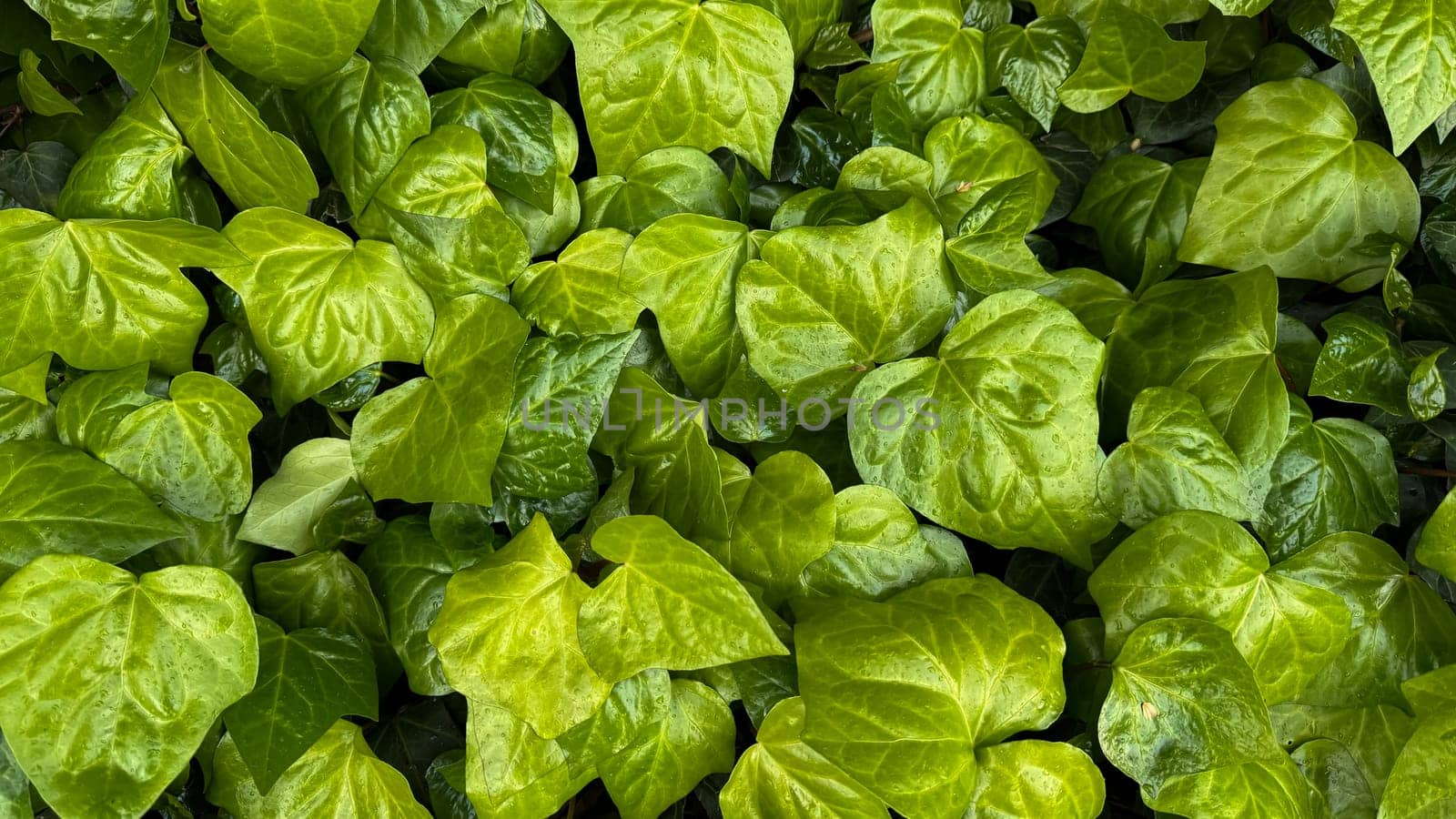 Nature background. Lush green ivy leaves with water droplets, dense leafy ground cover, freshness concept for garden design, poster, wallpaper. High quality photo