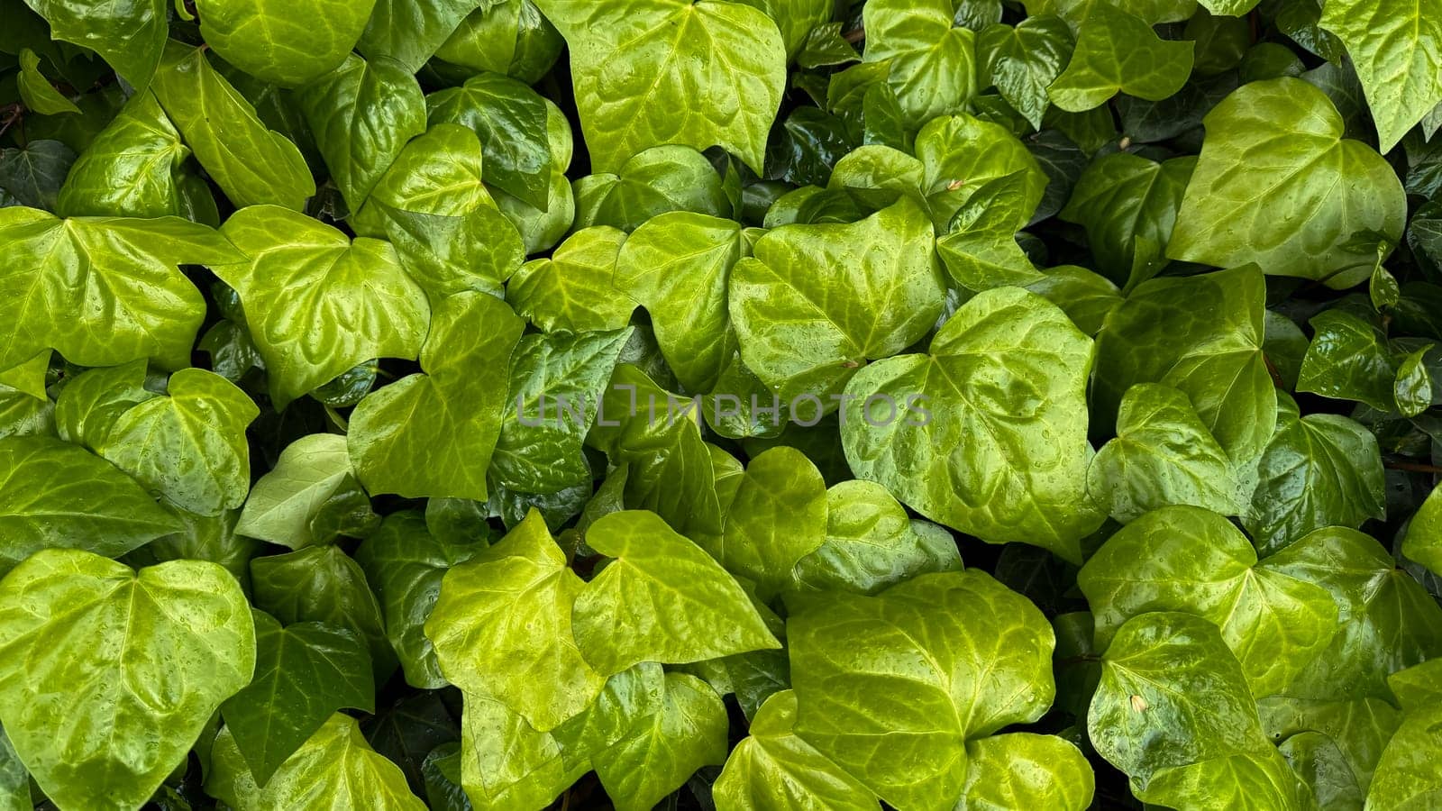 Nature background. Lush green ivy leaves with water droplets, dense leafy ground cover, freshness concept for garden design, poster, wallpaper. by Lunnica