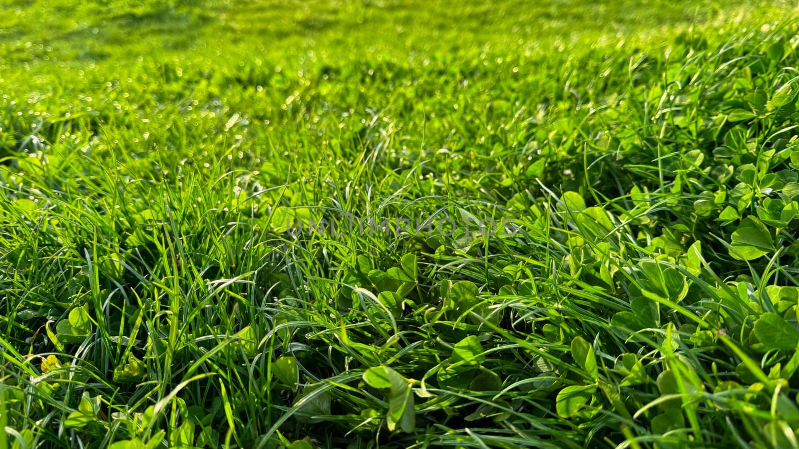 Background natural fresh green grass and clover leaves close up. Luminous dewy lawn, spring freshness, nature detail with morning light concept for design and print. by Lunnica