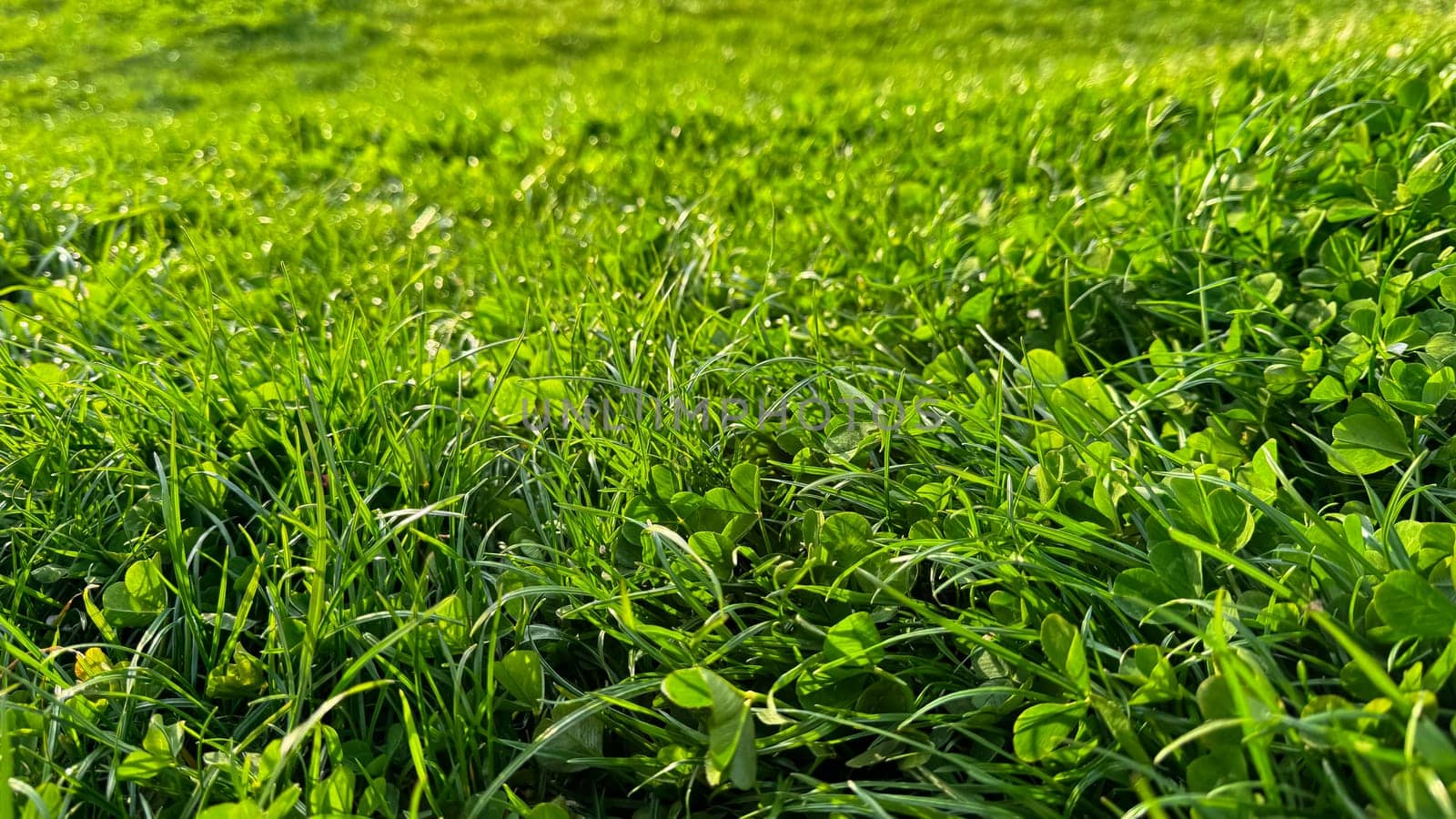 Background natural fresh green grass and clover leaves close up. Luminous dewy lawn, spring freshness, nature detail with morning light concept for design and print. High quality photo