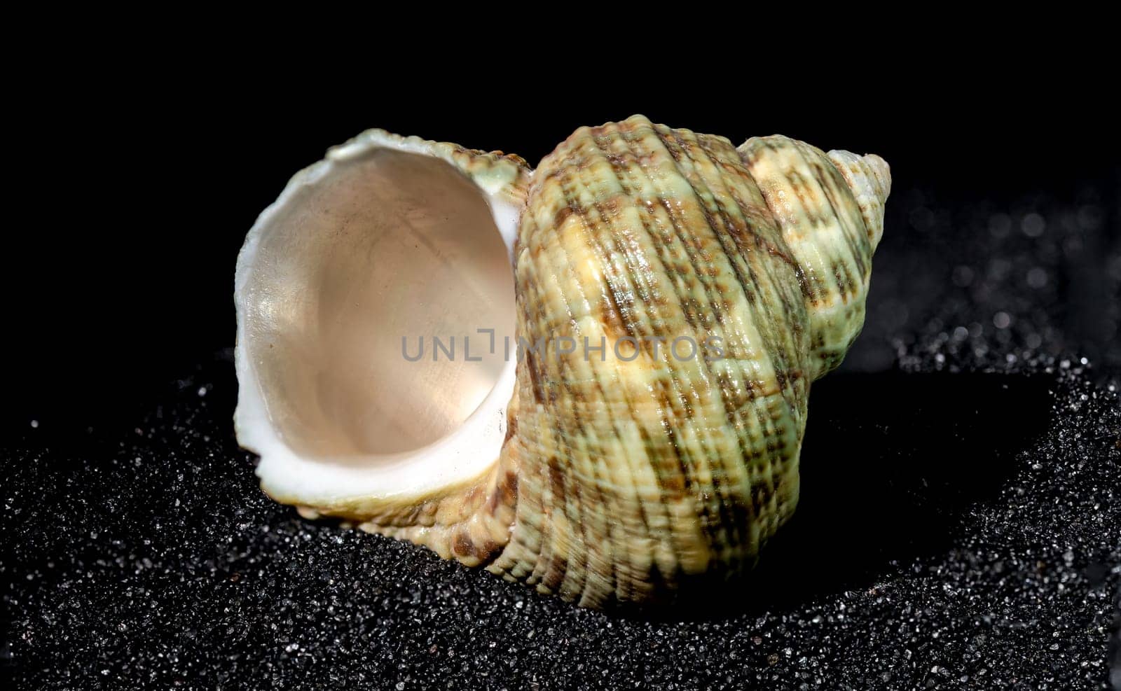 Turbinidae lunella undulata seashell on a black sand background close-up