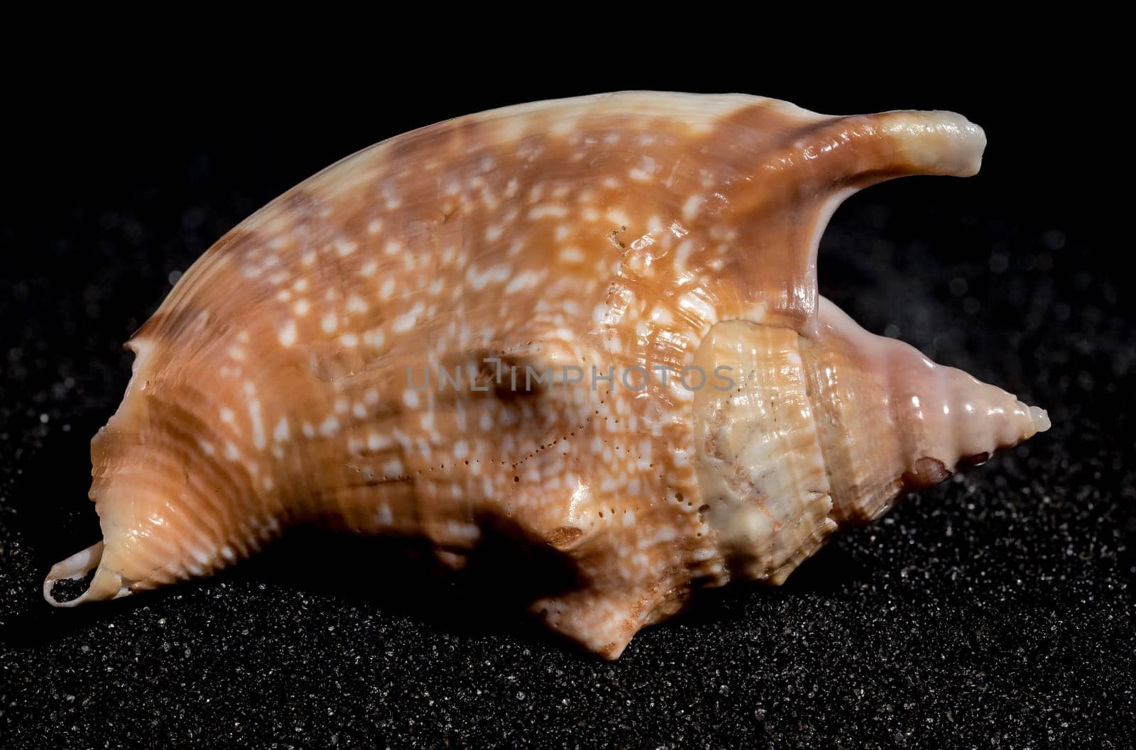 Strombidae seastar shell on a black sand background close-up