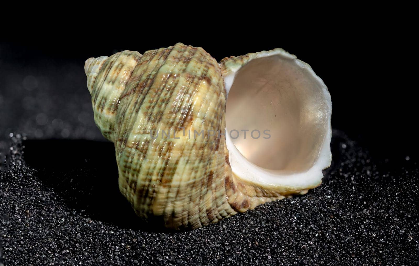 Turbinidae lunella undulata seashell on a black sand background close-up