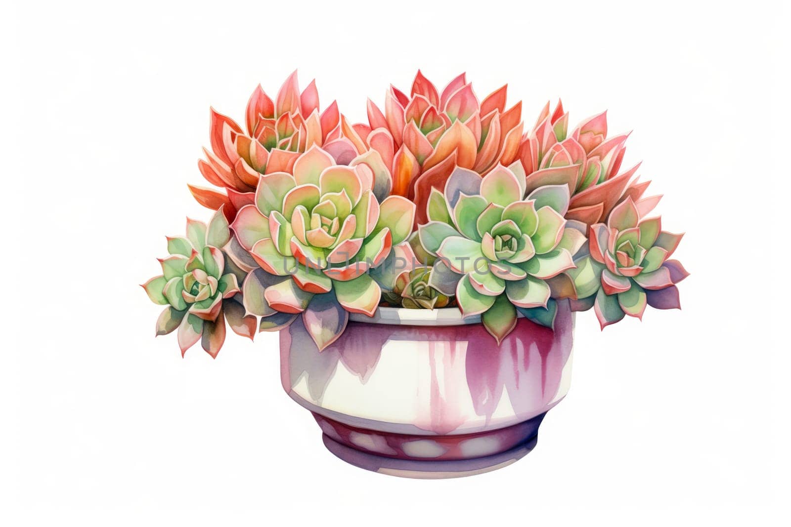 Succulents in a pot on a white background, watercolor image.