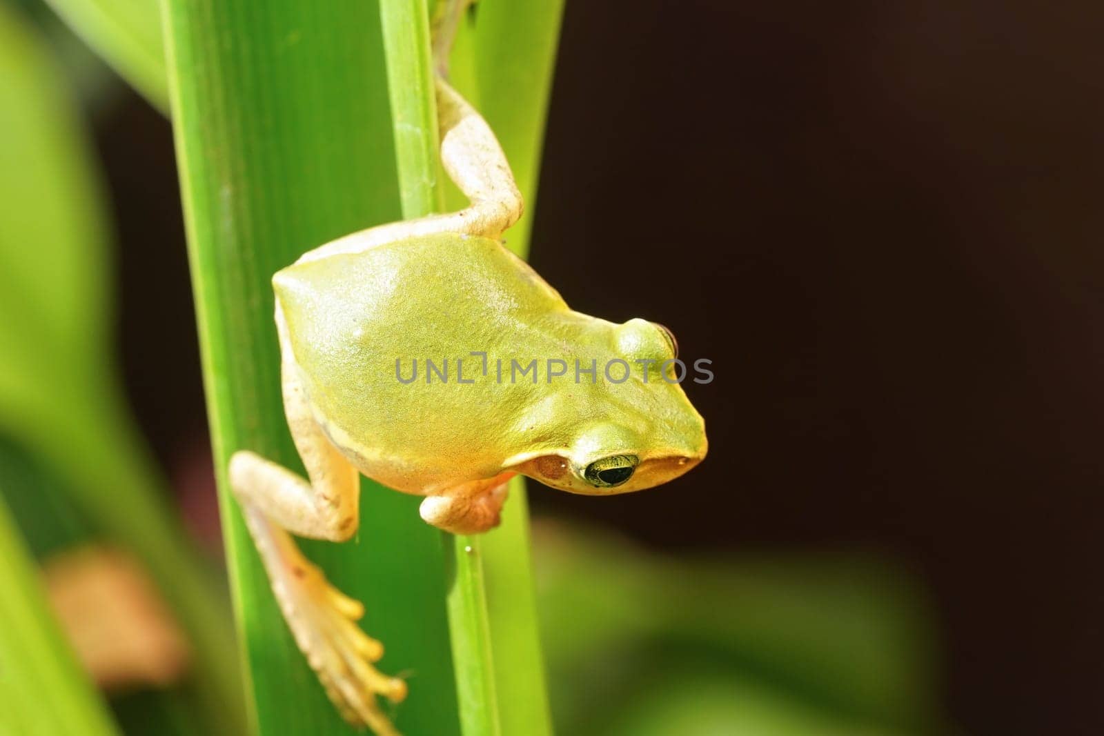 Small Madagascar green tree frog resting on green leaf, closeup detail by Ivanko